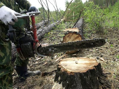 Три жителя Башкирии незаконно вырубили лес на 12 млн. рублей
