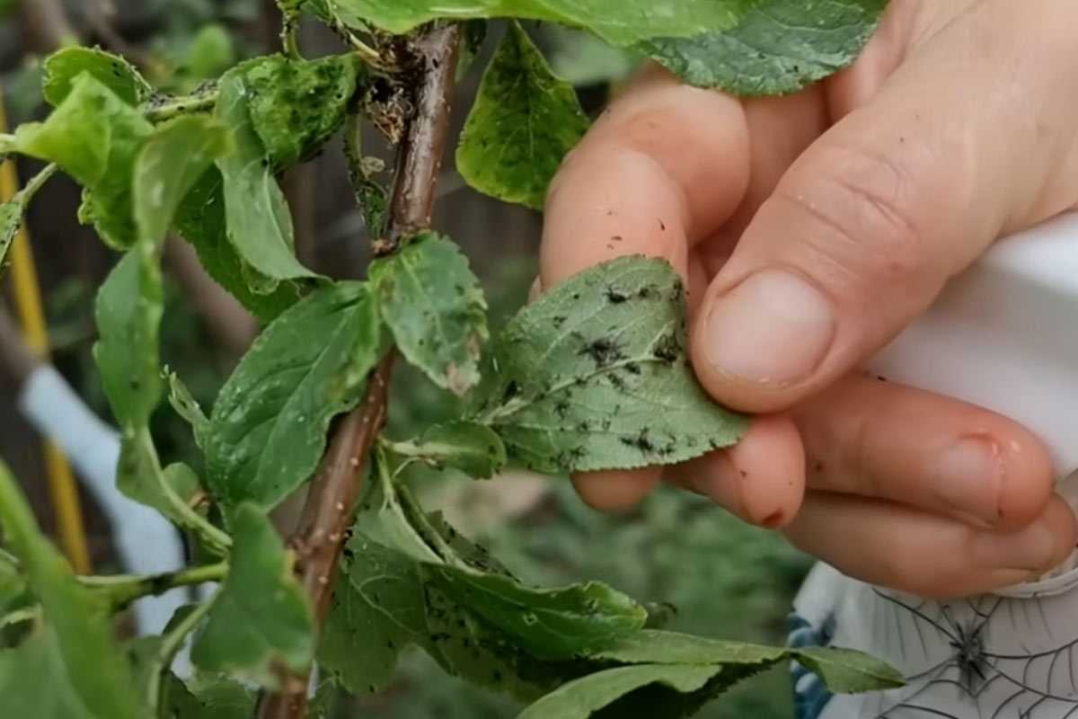 Секретный эликсир против тли: этот черный раствор спасет ваш сад (и безопасен для растений)