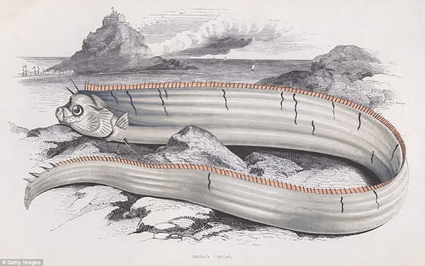 На побережье Калифорнии найдено морское чудовище длиной 5,5 метров