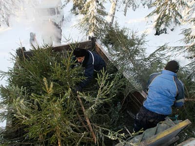 В Башкирии за незаконно срубленную елку грозит штраф до 300 тыс. рублей