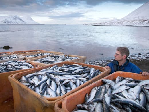 Рыбный улов: путь на внутренний рынок