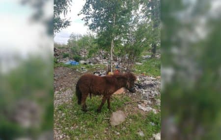 В Стерлитамаке на свалку выкинули живого пони