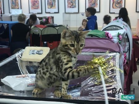 В Уфу съехались кошки со всей России