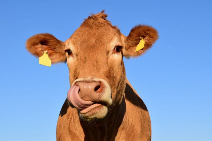 В Туймазинском районе детей едва не затоптало стадо испуганных коров