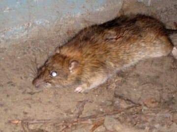 Башкирский Белорецк атаковали полчища крыс