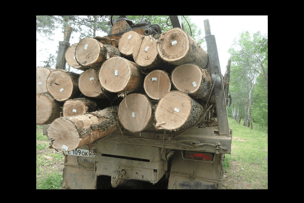 В Башкирии процедура приобретения леса для строительства станет проще