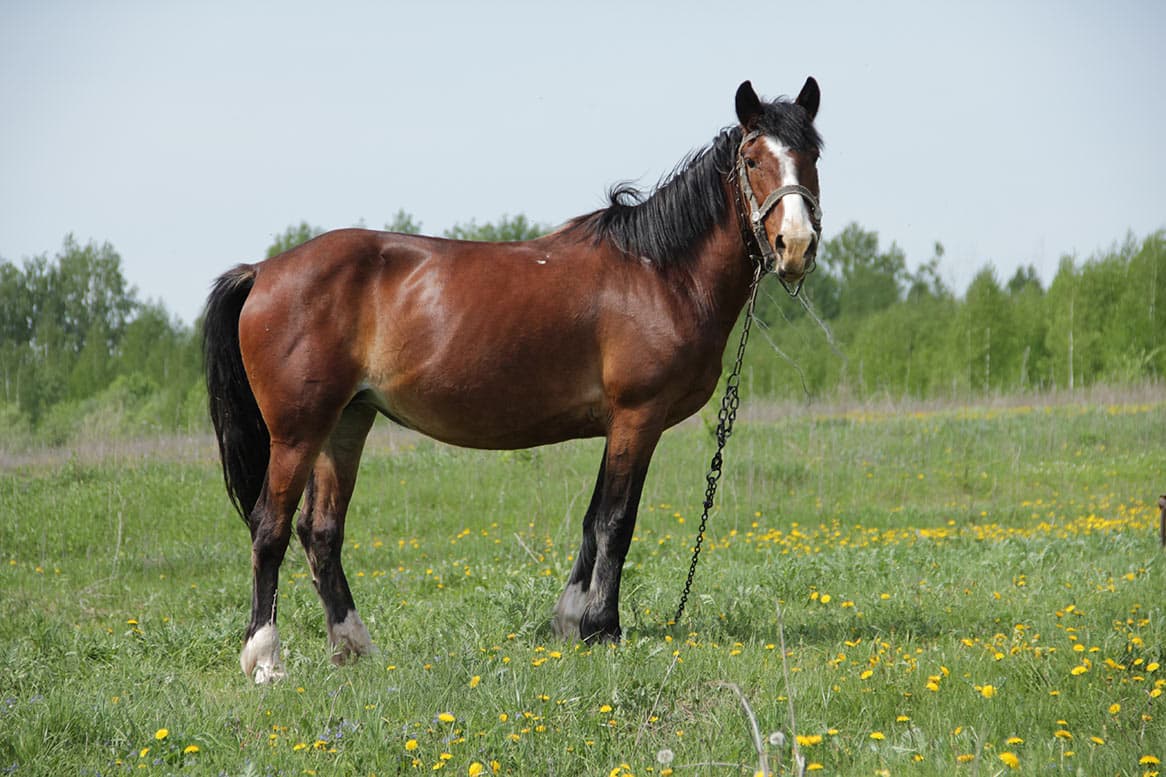 Житель Учалинского района решил наладить бизнес убив чужую  лошадь