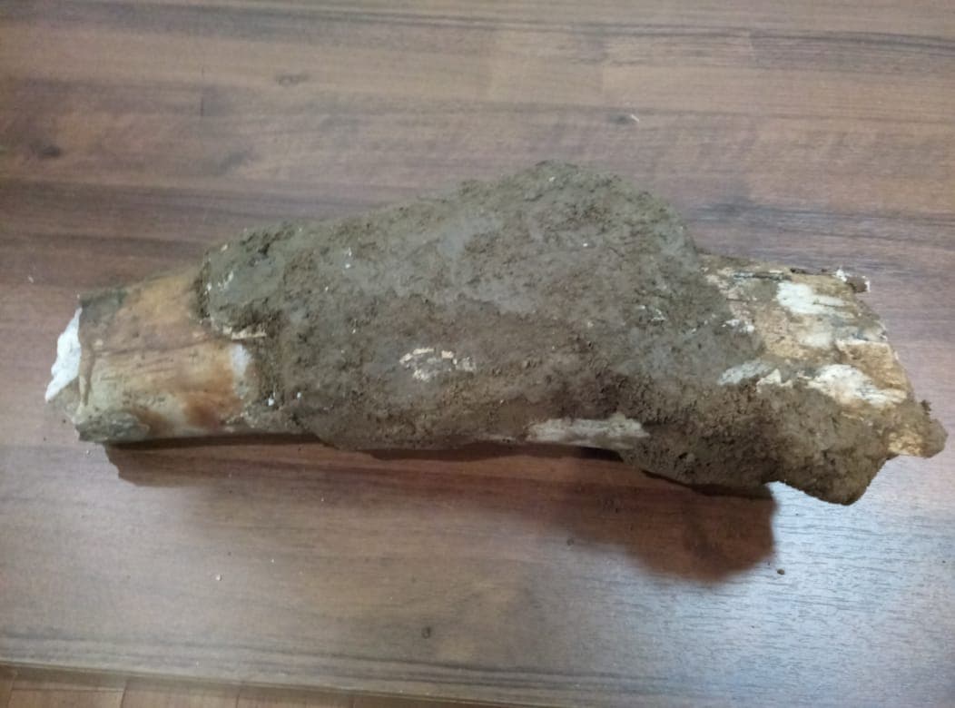 В Мечетлинском районе обнаружили останки мамонта