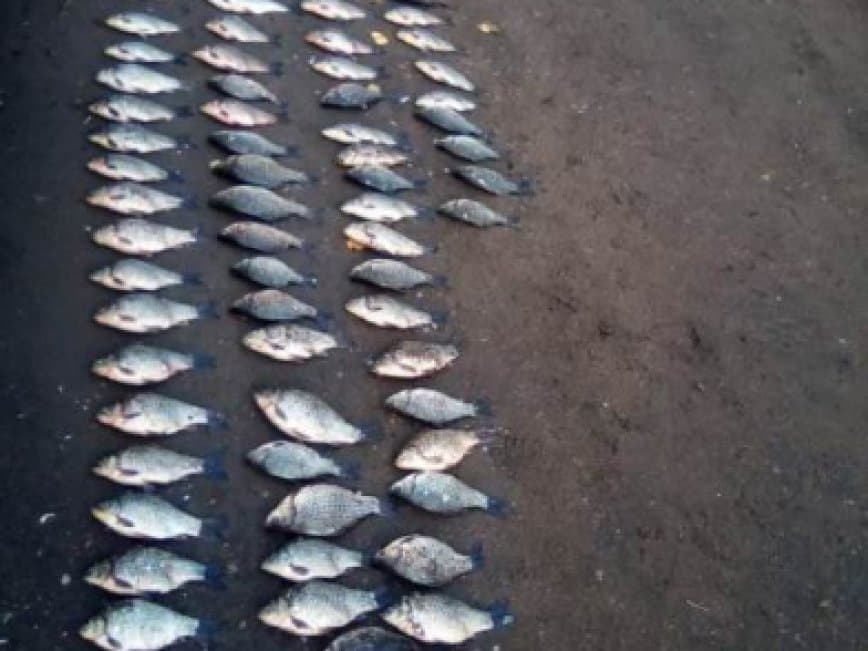 В Кушнаренковском районе задержан подозреваемый в незаконной ловле рыбы