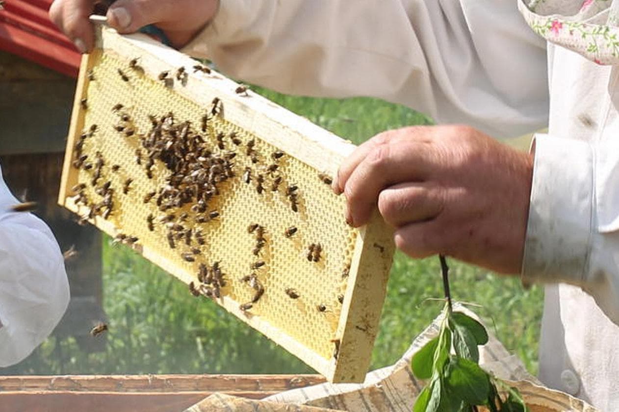 Пчеловоды Башкирии защищают репутацию башкирского меда в суде