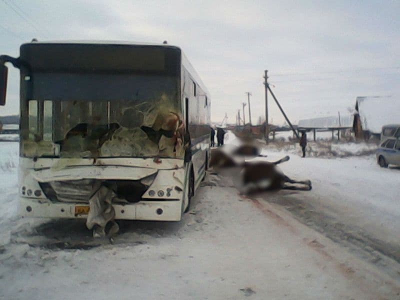 В Мелеузовском районе автобус сбил табун лошадей