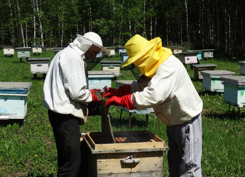 Пчеловоды из Благовещенского района получили грант в размере 3 млн рублей
