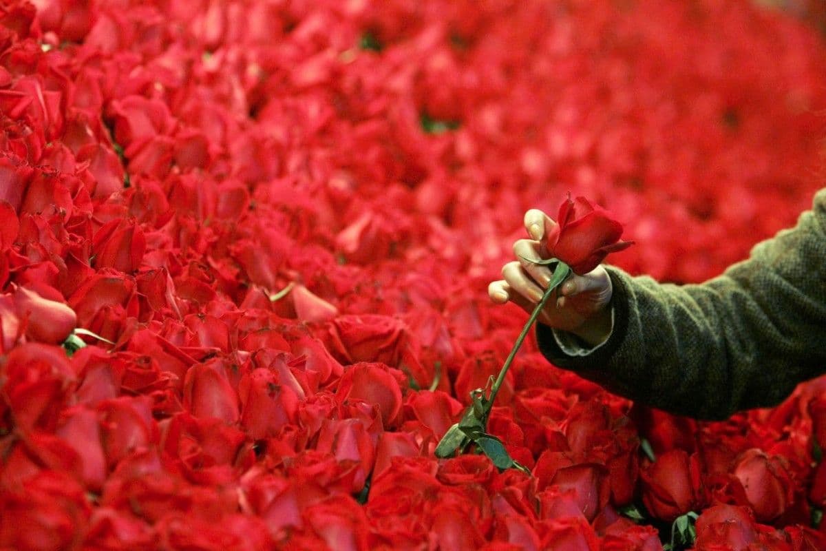 Администрация главы Башкирии планирует закупить три букета роз на 1 млн рублей