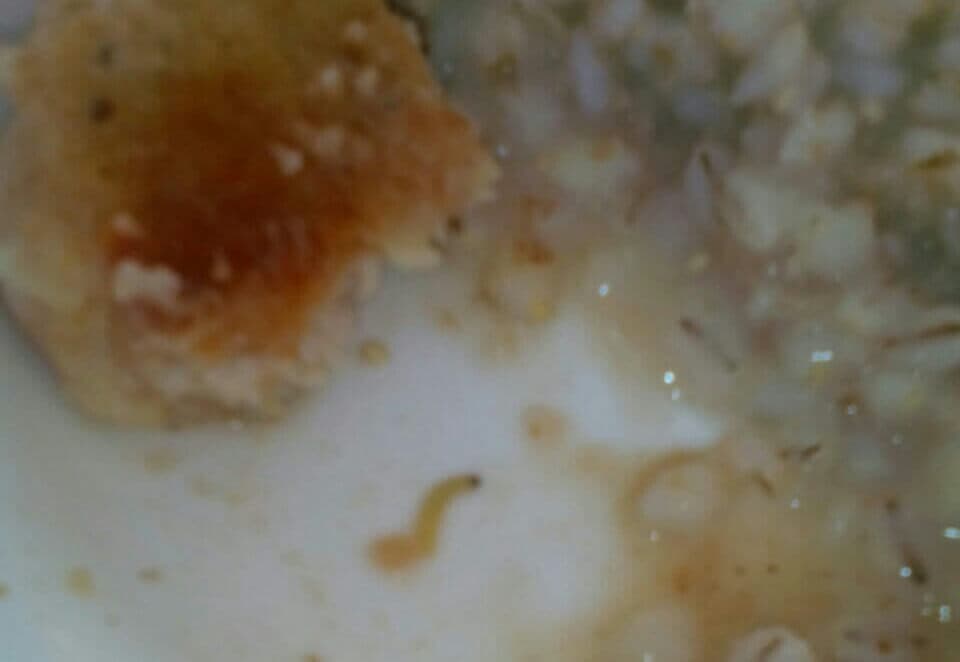 В Нефтекамске в еде из школьной столовой обнаружили личинку червя