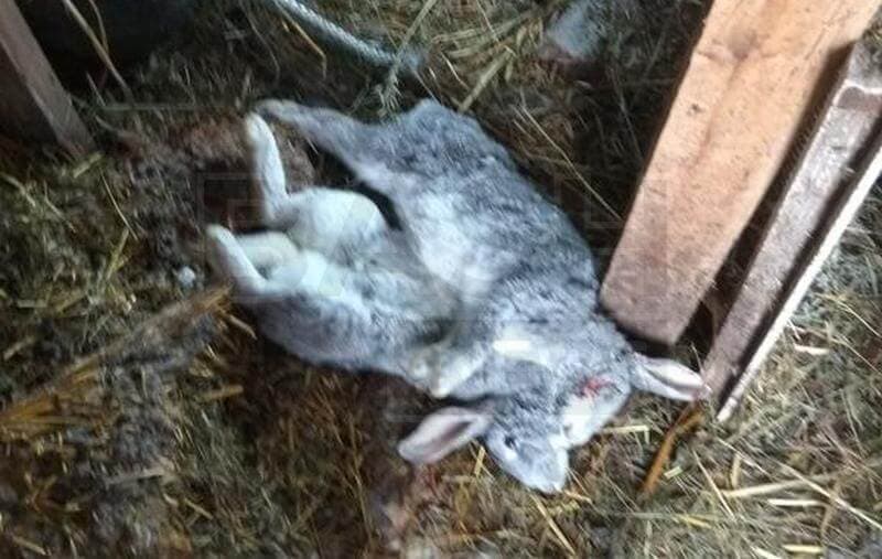 В Аургазинском районе Башкирии неизвестный хищник уничтожил 9 кроликов