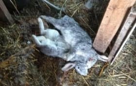 В Туймазинском районе неизвестный хищник растерзал 9 овец