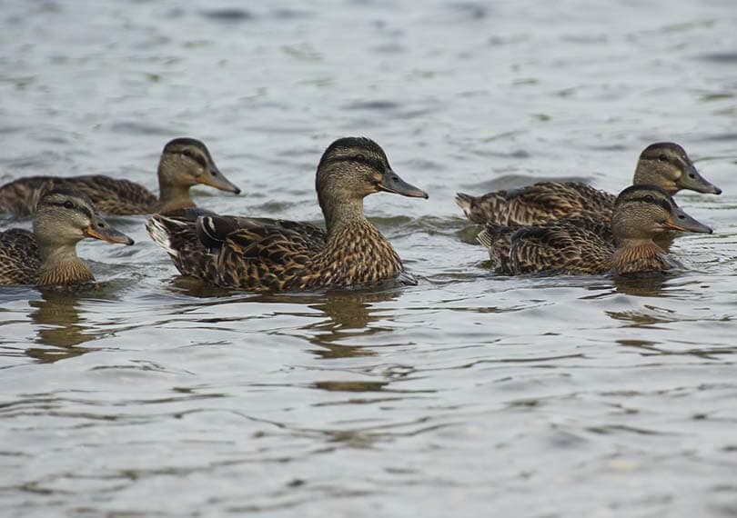 В Башкирии попросили запретить охоту на водоплавающих птиц