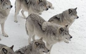 В Белебеевском районе стая диких волков угрожает местным нефтяникам