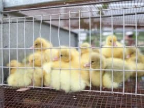 В Башкирии проходят проверки птицефабрик на вирус птичьего гриппа