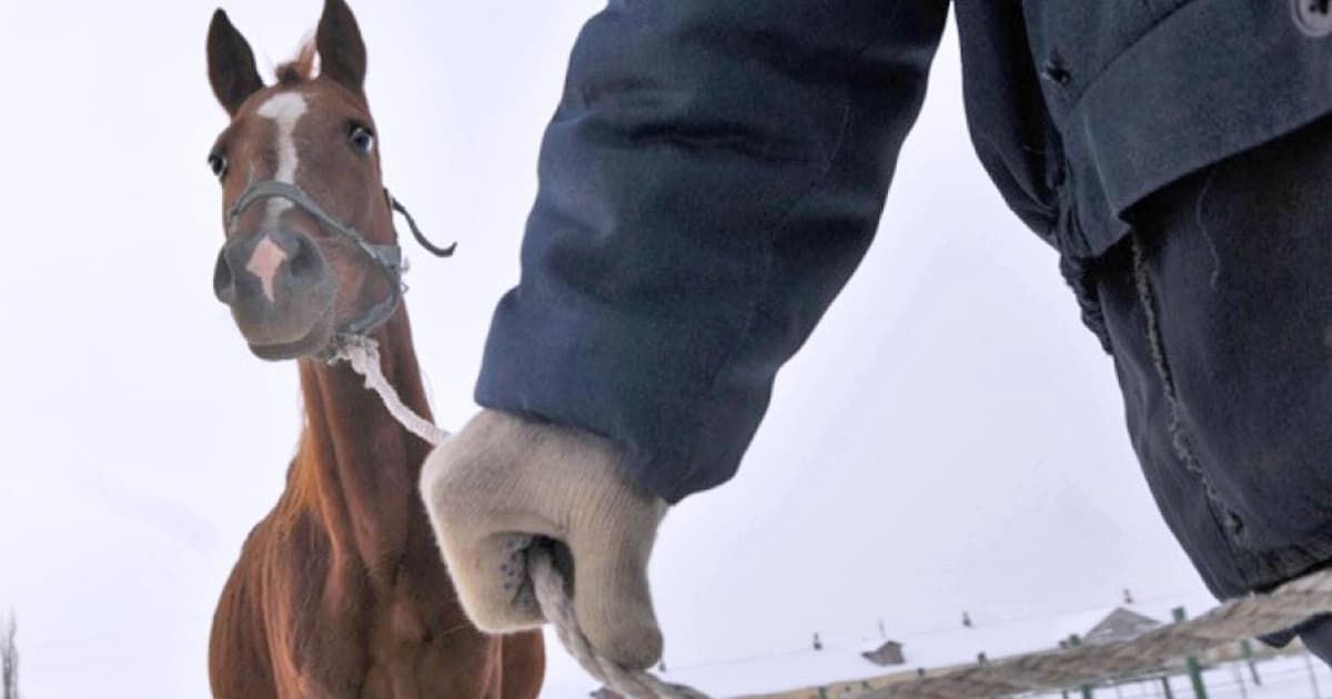 В Абзелиловском районе у фермера похитили табун лошадей