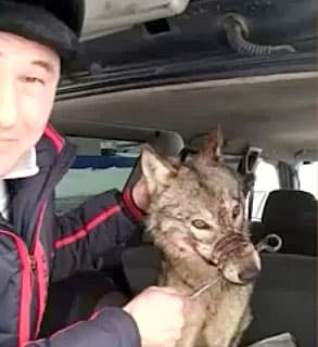 В Салаватском районе охотник живьем поймал волка