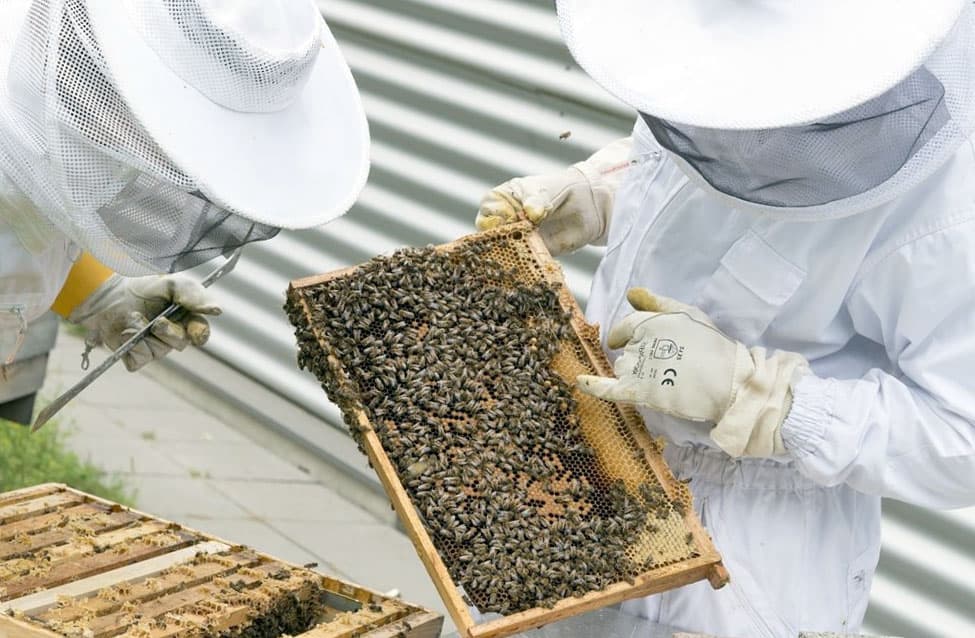 В Башкирии пройдет съезд пчеловодов