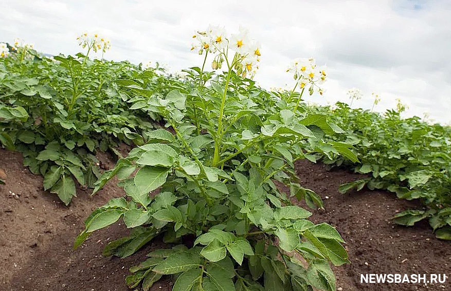 Башкирские селекционеры работают над созданием безвирусного сорта картофеля