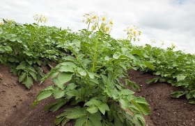 В Башкортостане вывели новый сорт картофеля, который не гниет