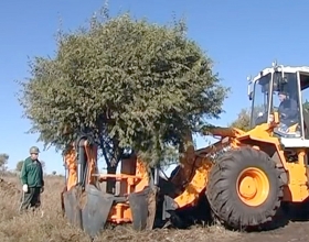 В Башкирии готовятся к масштабной посадке крупных деревьев и кустарников
