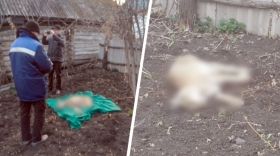 В Буздякском районе рысь напала на человека