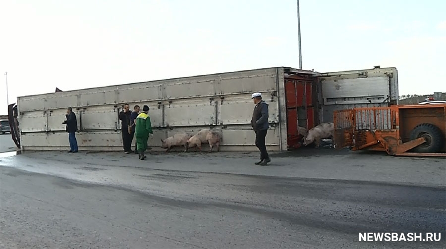В Буздякском районе перевернулась фура со свиньями | видео
