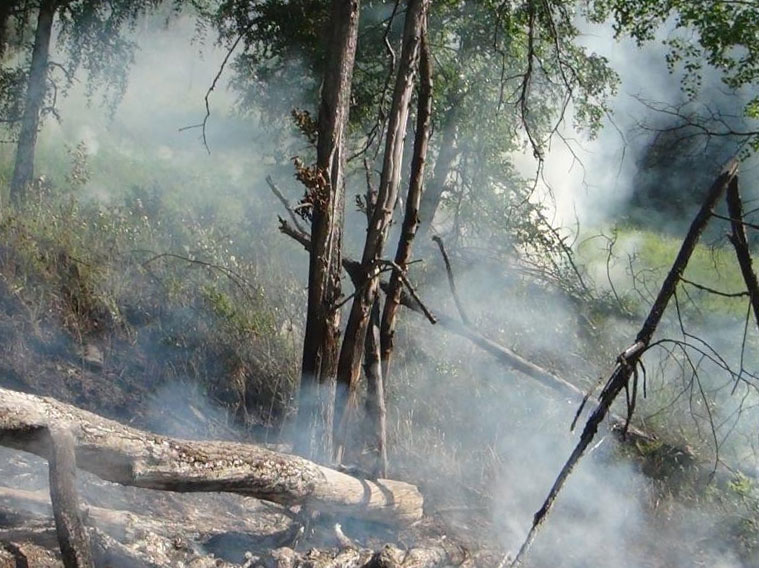 В Башкирии за минувшие сутки обнаружено пять лесных пожаров