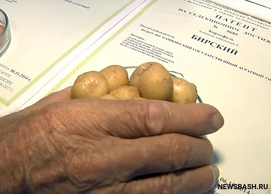 В Башкортостане вывели новый сорт картофеля, который не гниет
