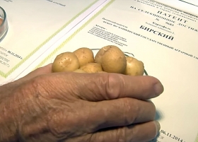 Ученые Башкирии вывели новый высокоурожайный сорт клевера лугового «Ванюша»