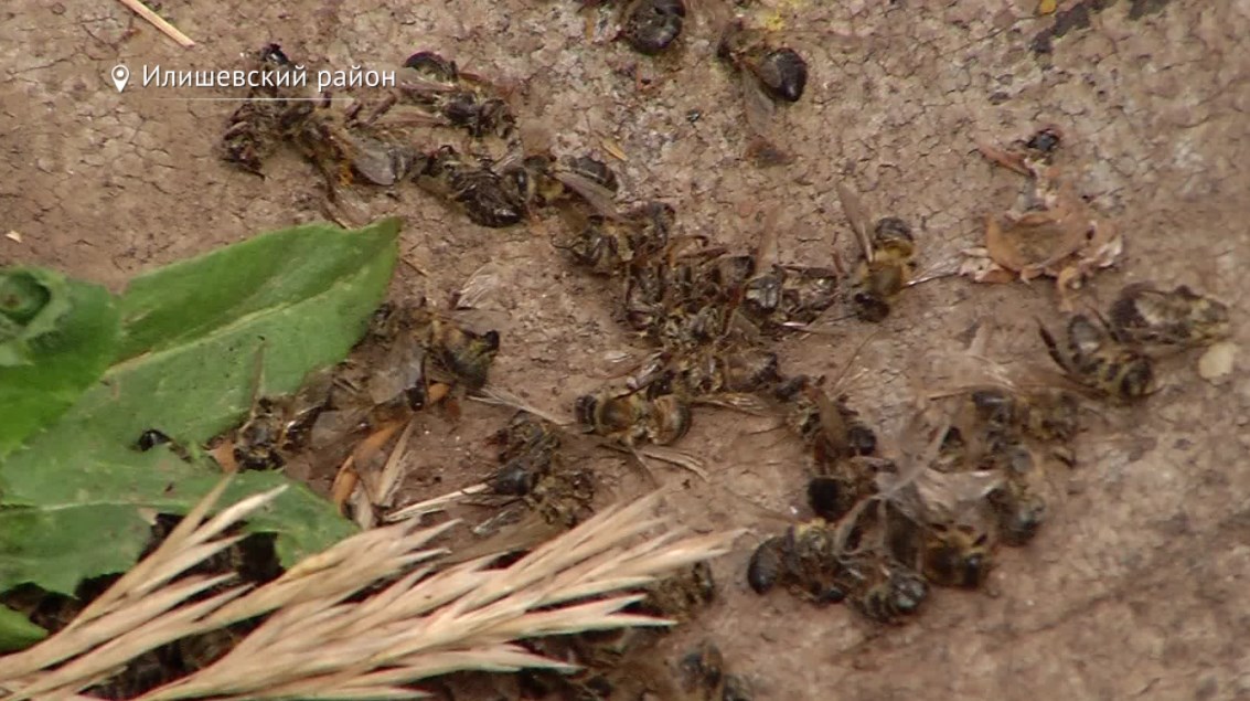 В Илишевском районе началась массовая гибель пчел из-за обработки полей химикатами