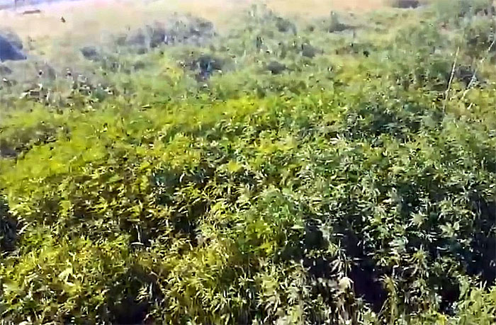 В Краснокамском районе обнаружили целую плантацию конопли | видео