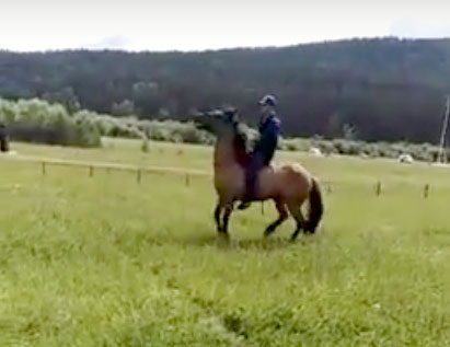 В Аскинском районе на сабантуе лошадь станцевала под татарскую плясовую | видео