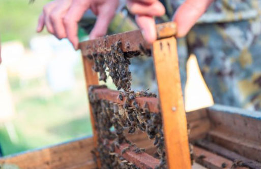 Массовая гибель пчел в Башкирии обнаружилась в 7 районах республики
