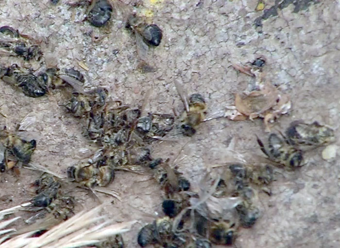 В Башкирии вслед за пчелами зафиксировали гибель пернатых