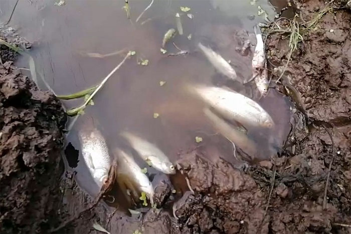 В Чишминском районе массово гибнет рыба в одной из местных рек