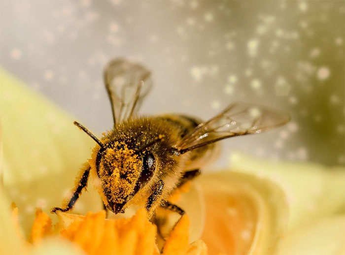 В Башкирии создана лаборатория по искусственному осеменению медоносных пчёл