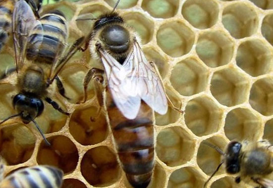 В Бурзянском районе зафиксировали массовую гибель пчел