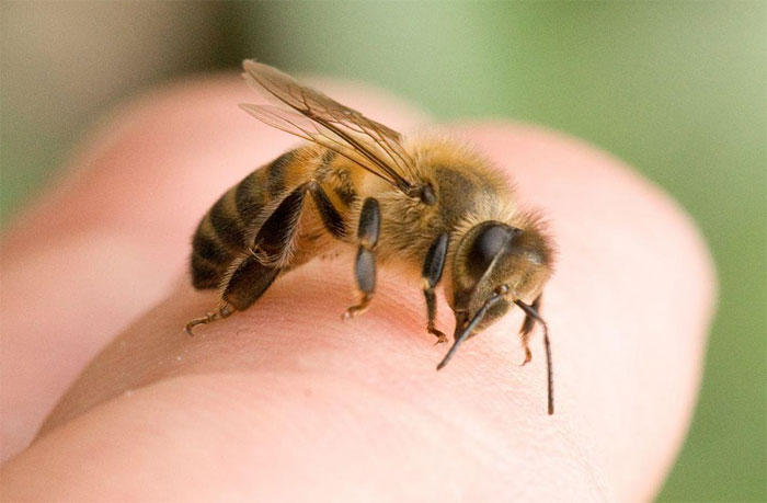 В Мишкинском районе инспектор ДПС умер от укусов пчел