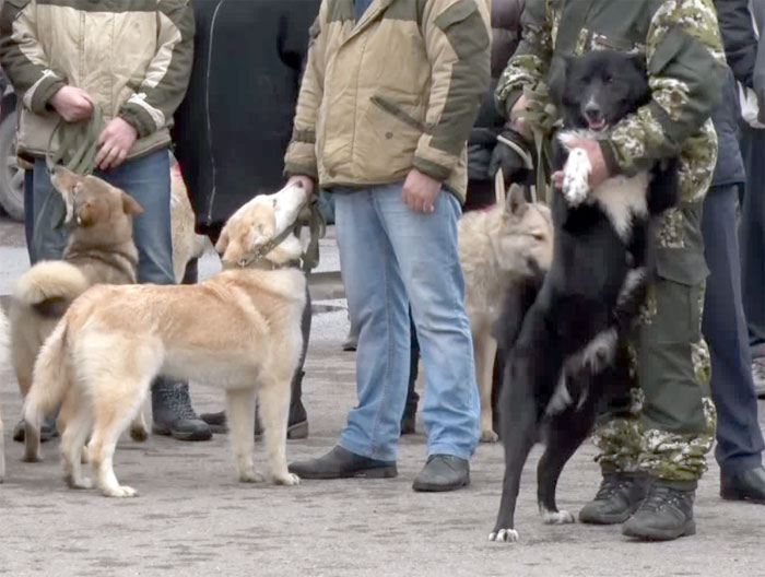 В Уфе прошла 68-я по счету выставка охотничьих собак