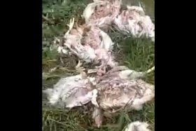 В Белебеевском районе голодные бродячие собаки загрызли домашнюю птицу
