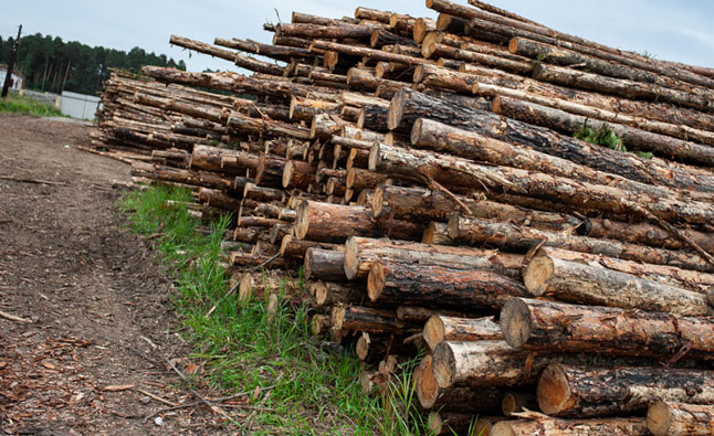 Китай должен подключиться к восстановлению покупаемых в России лесов