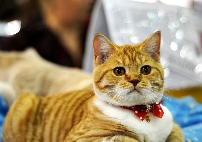 В Уфе породистые кошки получат премии «Оскар»