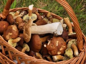 Башкирия вошла в число трех грибных регионов страны