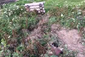 В Караидельском районе волки загрызли трех собак