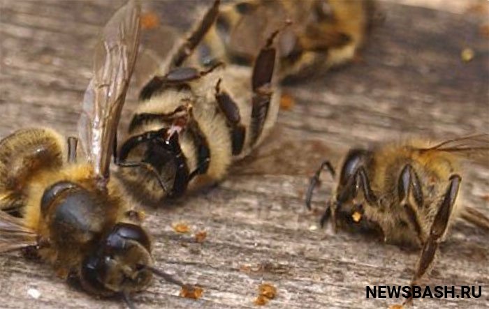 В Башкортостане расследуют массовую гибель пчел